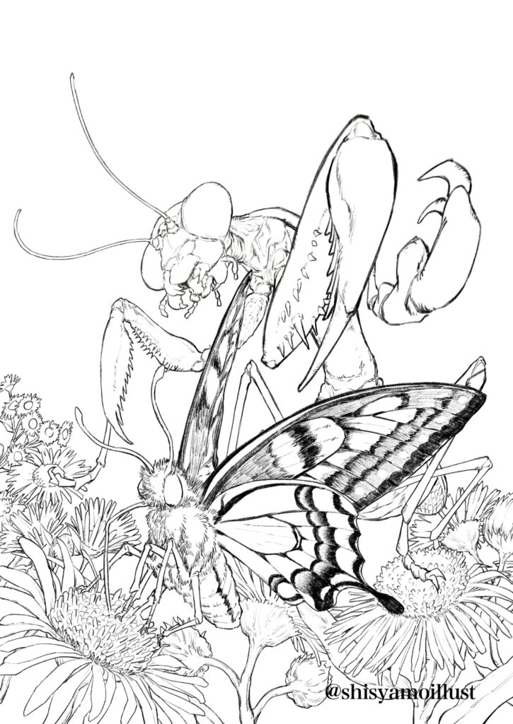 特別昆虫展「HUNTER INSECT」メインビジュアル制作サンプル オオカマキリ キアゲハ ハルジオン 線画