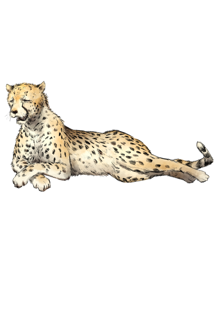 ネコ科のギャップ展 チーター