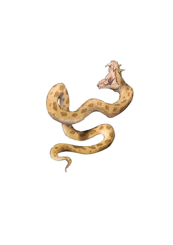 ネコ科のギャップ展 サハラツノクサリヘビ