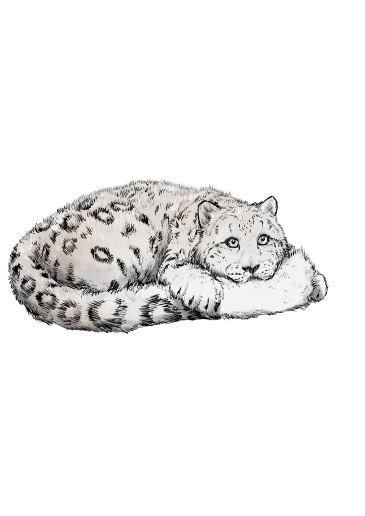 ネコ科のギャップ展 ユキヒョウ